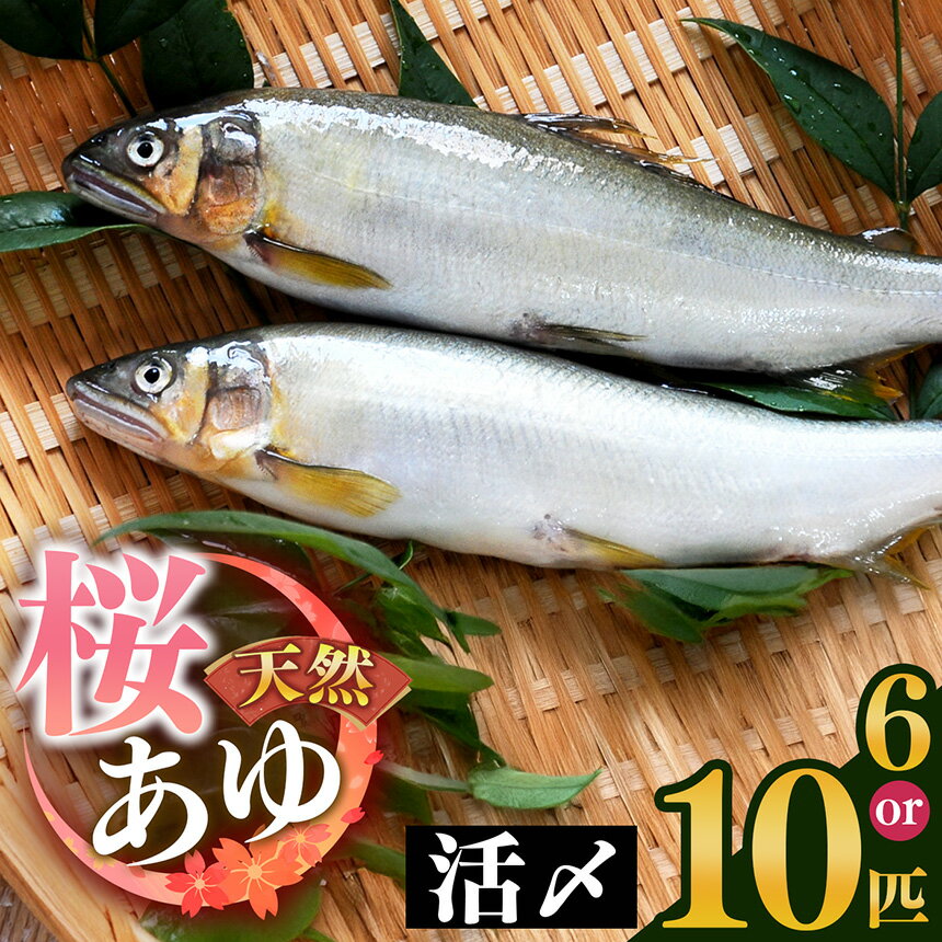 ڤդ뤵Ǽǡۡ٤ ŷ 6ɤ/10ɤ | 8ʹ߽缡ȯ  褢  ήν ָ  ɸ ...