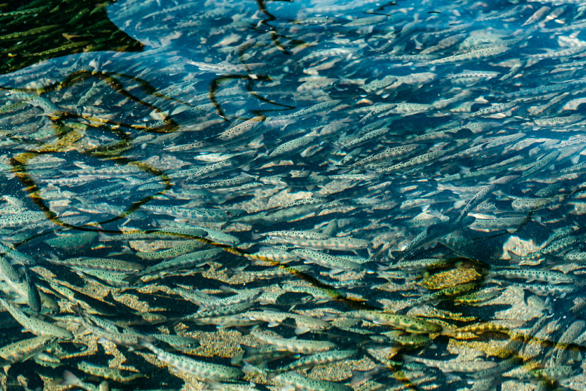 【ふるさと納税】【先行予約】奈良 下北山村 アマゴ・アユ 遊漁年券 川釣り 渓流釣り 【令和8年3月～9月有効】