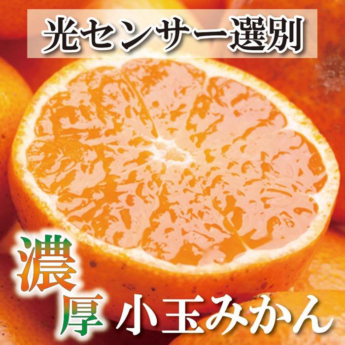 【ふるさと納税】＜11月より発送＞家庭用 小玉な有田みかん5