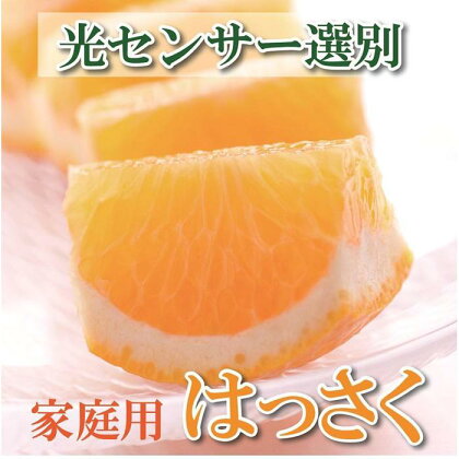 ＜4月より発送＞家庭用樹上完熟はっさく5kg+150g（傷み補償分）訳あり | フルーツ 果物 くだもの 食品 人気 おすすめ 送料無料 有田の春みかん 五月八朔 さつきはっさく 木生りはっさく きなりはっさく光センサー選別 わけあり