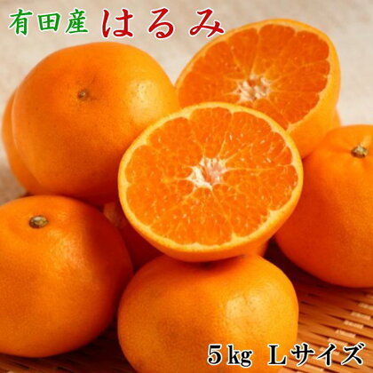 【厳選・濃厚】紀州有田産のはるみ約5kg(Lサイズ) ★2025年1月中旬頃より順次出発送【TM28】