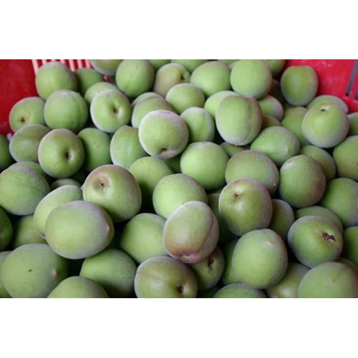 【ふるさと納税】和歌山産 南高梅 青梅 秀品 5kg | 和歌山県 和歌山市 和歌山 楽天ふるさと 納税 支援品 支援 返礼品 お礼の品 梅 うめ ウメ 梅干し 梅干 うめぼし 梅ジュース 梅シロップ 梅ジャム 特産品 梅酒 梅の実 国産 5キロ ご当地 お土産 ワンストップのサムネイル