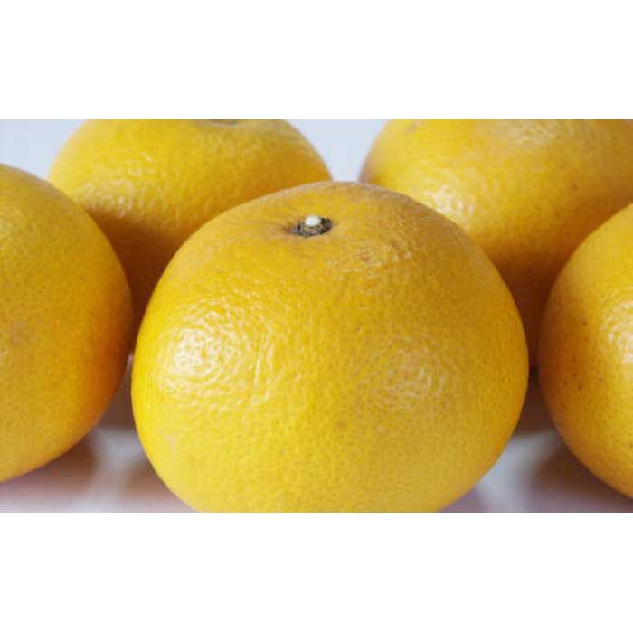 【ふるさと納税】【先行予約】【手選果・訳あり】有田産の八朔10kg（サイズ混合）