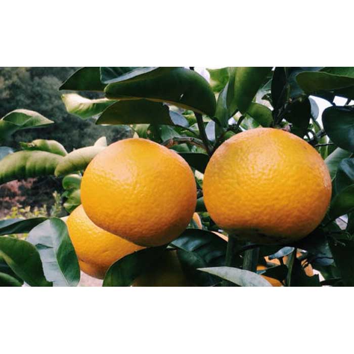 【ふるさと納税】【先行予約】【手選果・訳あり】有田産の八朔10kg（サイズ混合）