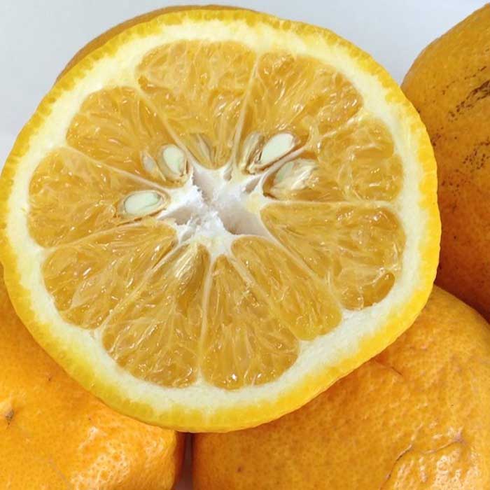 【ふるさと納税】和歌山産 甘夏みかん 秀品 5kg【ヤマタ大谷商店】のサムネイル