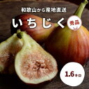 【ふるさと納税】和歌山産 いちじく 秀品約1.6kg(400g ×4パック)