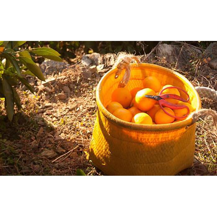 【ふるさと納税】早生みかん2L3Lサイズ6kg　大玉のミカンを和歌山県・鈴木農園より農園直送！ 【北海道・沖縄県・一部離島 配送不可】 | フルーツ 果物 くだもの 食品 人気 おすすめ 送料無料のサムネイル