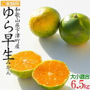 【ふるさと納税】ゆら早生みかん6.5kg(大小混合)ちょっと訳あり《ご家庭用》味の濃い極早生みかんを和歌山県より農園直送!まごころ産直みかん【北海道・沖縄県・一...