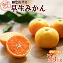 【ふるさと納税】早生みかん 約7.5kg 小粒2S・3S混合 《ご家庭用》 和歌山県産 農園直送 まごころ産直みかん 【北海道・沖縄県・一部離島 配送不可】 ちょっと訳あり 希少 小粒みかん SSサイズ 小玉 わけあり 訳アリ | くだもの 食品 訳あり 人気 おすすめ 送料無料