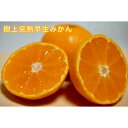 【ふるさと納税】【選べる容量】樹上完熟早生みかん 約3kg or 約5kg サイズ混合 山下農園 | みかん 蜜柑 フルーツ 果物 くだもの 食品 人気 おすすめ 送料無料 産地直送