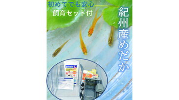 【ふるさと納税】紀州産めだか彩りお楽しみ5匹セット＋はじめての飼育セット付