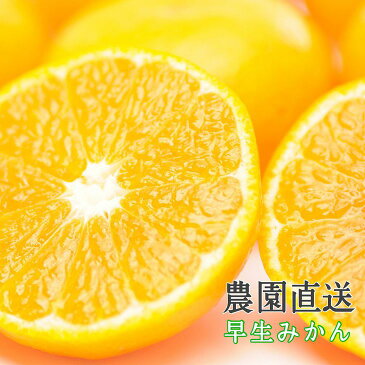 【ふるさと納税】早生みかん3L又は2Lサイズ6kg・ちょっと訳ありご家庭用 まごころ産直みかんより農園直送!※2021年11月中旬〜2022年1月中旬頃発送予定※北海道・沖縄・離島への発送は不可