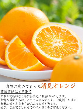 【ふるさと納税】清見オレンジ・ちょっと訳あり　ご家庭用10kg　まごころ産直みかんより農園直送！※2021年3月中旬〜4月下旬頃発送予定※北海道・沖縄・離島への発送不可