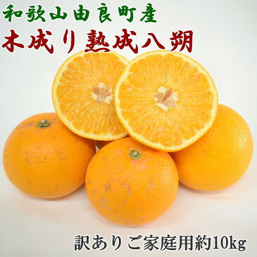 【ふるさと納税】【産直】和歌山由良町産の木成り熟成八朔訳ありご家庭用約10kg（サイズ混合）｜はっさく 柑橘 果物 フルーツ 産地直送※2023年3月中旬～4月下旬頃に順次発送予定