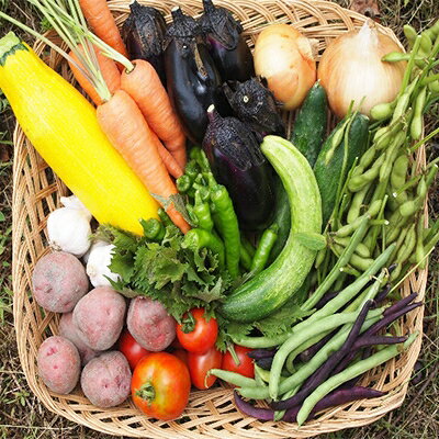 農薬、化学肥料、家畜肥料不使用 根っこ農園 野菜たんのうセット【配送不可地域：離島】【1020242】