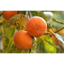 【ふるさと納税】【高野山麓園直送】秋の味覚 秋の代表格「富有柿」10〜12玉入り【配送不可地域:離島・北海道・沖縄県】【1135657】