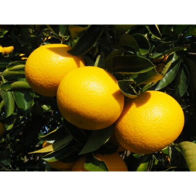 和歌山県橋本市の画像2