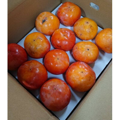 国城観光農園の富有柿(家庭用・訳あり)約7.5kg