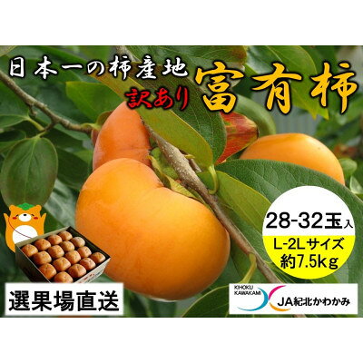 JA紀北かわかみ 富有柿(約7.5kg) L-2Lサイズ 28-32玉入【訳あり】【1316482】