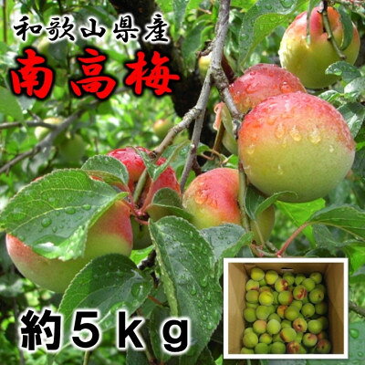 和歌山の梅 紀州南高梅 2L～3Lサイズ 約5kg【配送不可地域：離島】【1402999】