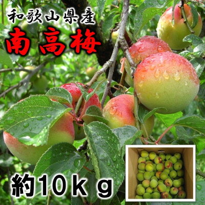 和歌山の梅 紀州南高梅 2L～3Lサイズ 約10kg【配送不可地域：離島】【1403011】