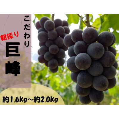 【ふるさと納税】【先行予約:2025年8月～順次発送】ぶどうの王様巨峰(たねなし)　約1.6kg～約2.0kg【配送不可地域：離島・北海道・沖縄県】【1489595】のサムネイル
