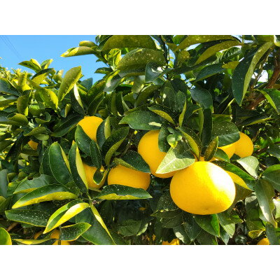 【ふるさと納税】和歌山県産　八朔　5kg【1522353】