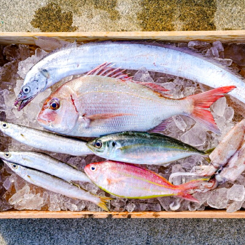 14位! 口コミ数「2件」評価「5」漁師の鮮魚箱（約2kg）(A669-1)