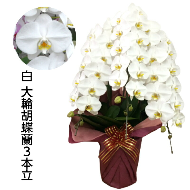 白の大輪胡蝶蘭3本立(約42輪)(A99-1)