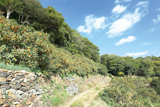 【ふるさと納税】有田市認定みかん(5kg)