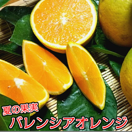 数量限定：有田市生まれのバレンシアオレンジ（5kg）（A212-1）