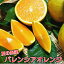 【ふるさと納税】数量限定：有田市生まれのバレンシアオレンジ（5kg）