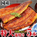 【ふるさと納税】ボリューム満点!特大サイズ国産うなぎ蒲焼き5...