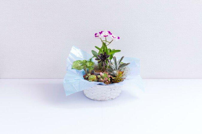 ミニカトレアや多様な植物が楽しめる 鉢花 ふるさと納税 花 観葉植物 ミニカトレア 多肉植物バラエティセット 和歌山県有田市 ミニカトレアや多様な植物が楽しめる 鉢花 ふるさと納税 花 観葉植物 ミニカトレア 多肉植物バラエティセット 和歌山県有田市