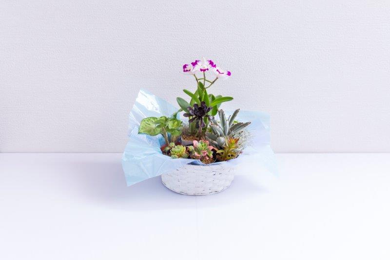 ミニカトレアや多様な植物が楽しめる 鉢花 ふるさと納税 花 観葉植物 ミニカトレア 多肉植物バラエティセット 和歌山県有田市