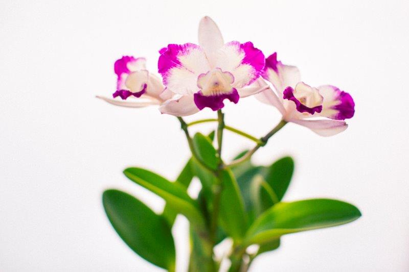 ミニカトレアや多様な植物が楽しめる 鉢花 ふるさと納税 花 観葉植物 ミニカトレア 多肉植物バラエティセット 和歌山県有田市