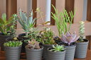 【ふるさと納税】おまかせ多肉植物詰め合わせ(40種)