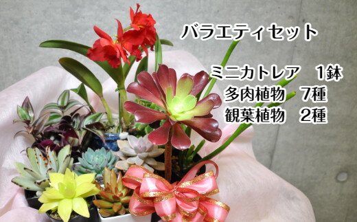 人気植物10種バラエティセット(A899-1)