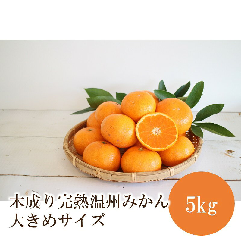 みかん5kg 木成り完熟温州みかん大きめサイズ≪先行予約≫2026年12月より順次発送予定