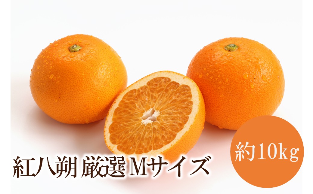 【ふるさと納税】紅八朔 厳選 Mサイズ 約10kg