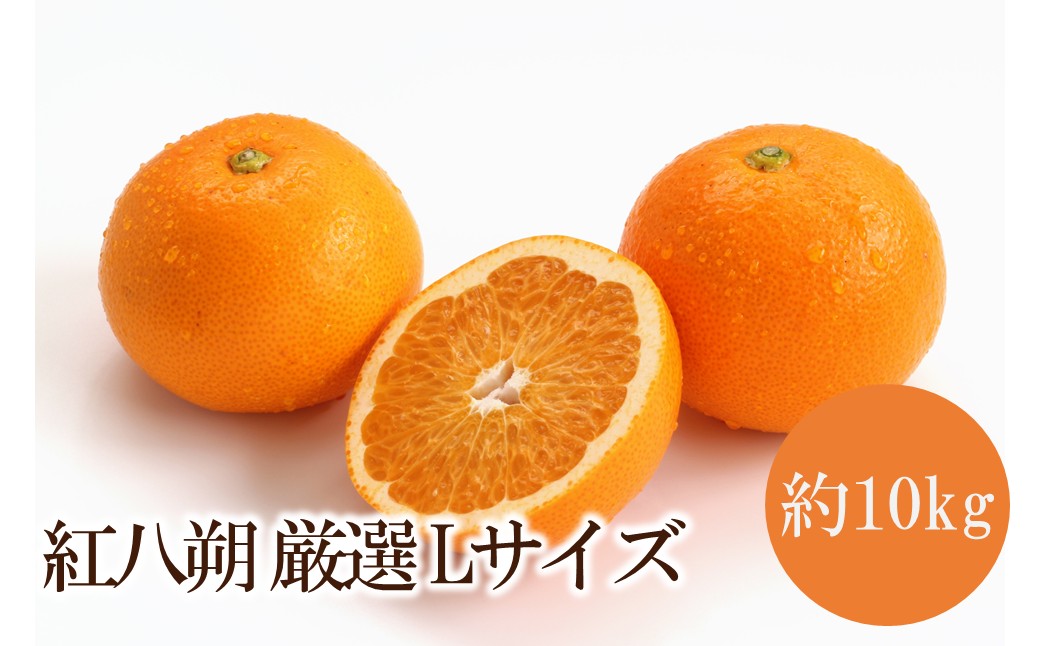 【ふるさと納税】紅八朔厳選(Lサイズ）約10kg