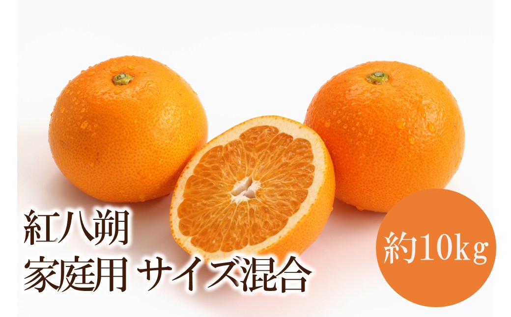 【ふるさと納税】紅八朔 家庭用　サイズ混合 約10kg