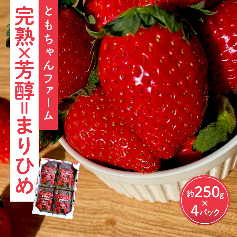 「完熟×芳醇=まりひめ」4パック(約250g×4)≪先行予約≫2026年1月上旬より順次発送予定[配送不可地域:北海道・沖縄・離島] いちご 苺 イチゴ フルーツ くだもの 果物 旬 パック 送料無料 数量限定 ふるさと納税 イチゴ 予約 先行予約