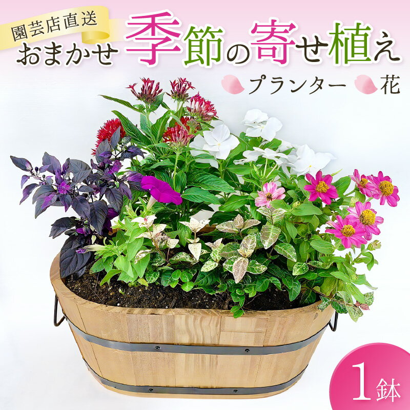 [園芸店直送]おまかせ季節の寄せ植え プランター 花
