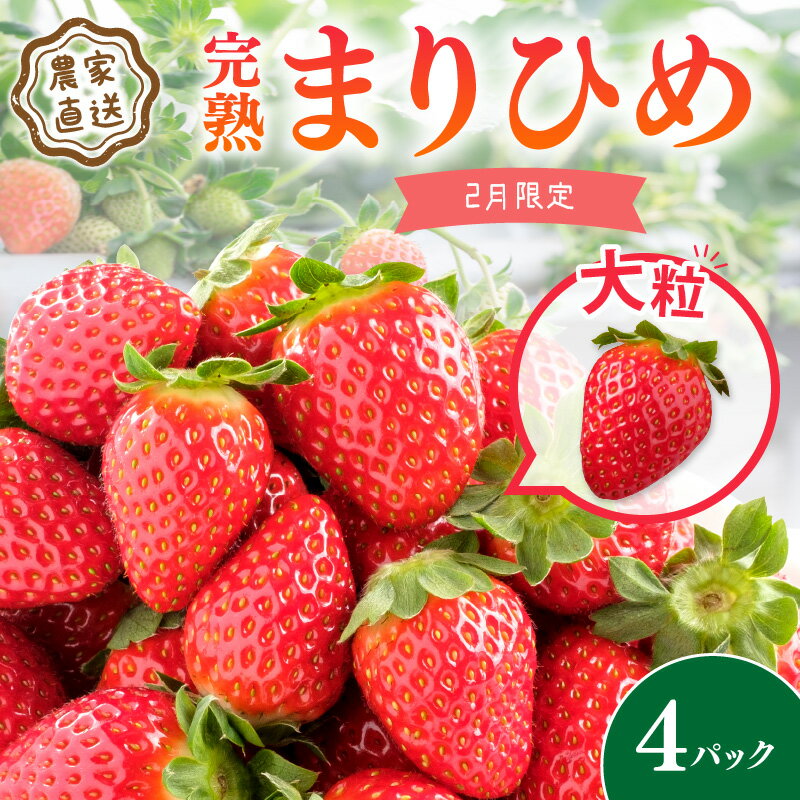 【ふるさと納税】農家直送 大粒完熟まりひめ いちご 4パック 2月限定 《先行予約》【配送不可地域：北海道・沖縄・離島】 ふるさと納税 いちご 甘い ふるさと納税 イチゴ 大きい ふるさと納税 …