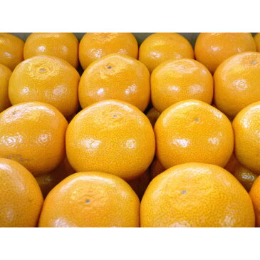【ふるさと納税】「濃厚な味のとろける美味しさ」温州みかん 5kg
