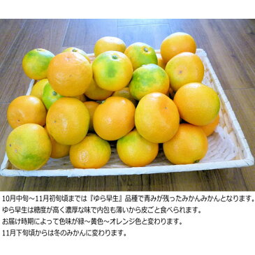 【ふるさと納税】「濃厚な味のとろける美味しさ」温州みかん 5kg