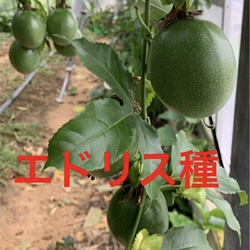 【ふるさと納税】パッションフルーツ（贈答用 8個）《先行予約》6月上旬から順次発送予定 f302058-gobo-10001127 和歌山県御坊市 サンプル画像2