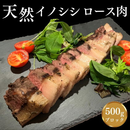 肉塊「紀州イノシシ　ロース肉」ブロック500g / 田辺市 猪肉 イノシシ肉 イノシシ ボタン ロース 塊 肉 ブロック 紀州ジビエ ジビエ