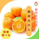 【ふるさと納税】 紀南の温暖な気候で育った田辺の温州みかん【選べる容量】※11月下旬~12月下旬頃に順次発送予定【期間限定・先行予約・12/10まで】 / みかん 温州ミカン 柑橘 果物 フルーツ 和歌山県 田辺市